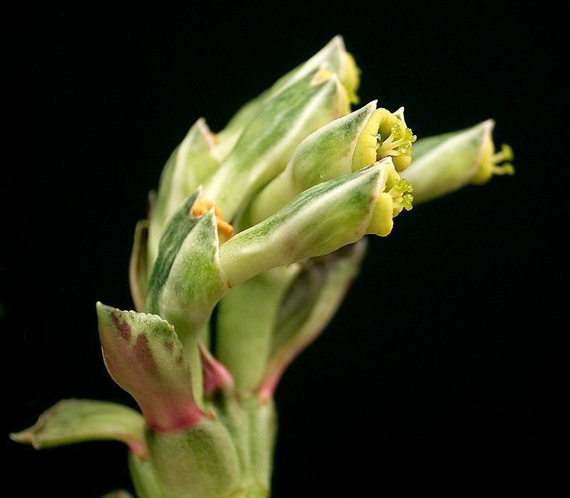 Euphorbia yattana photo 6