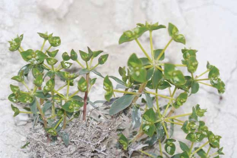 Euphorbia yildirimlii