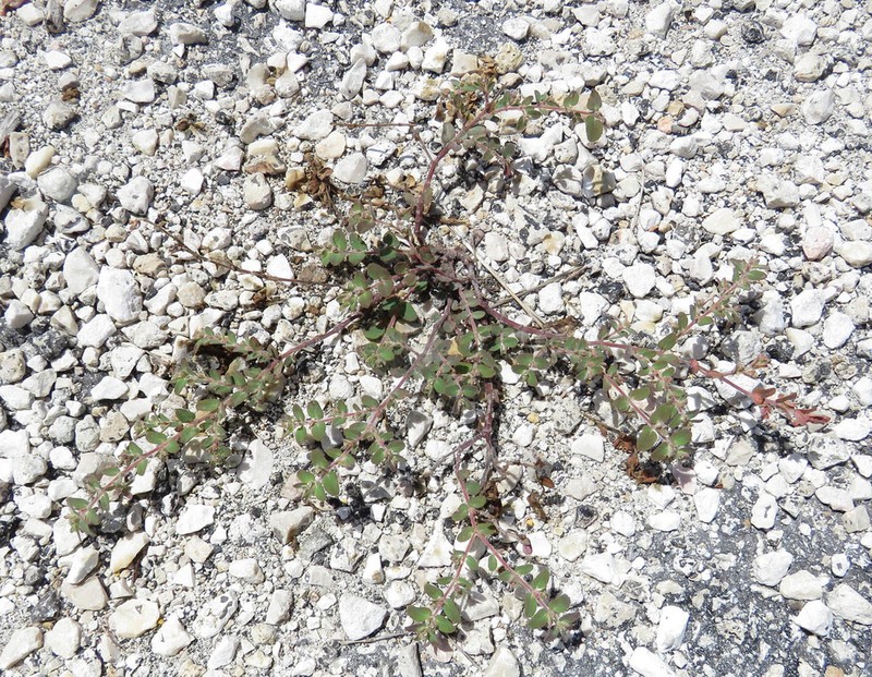 Euphorbia yucatanensis photo 2