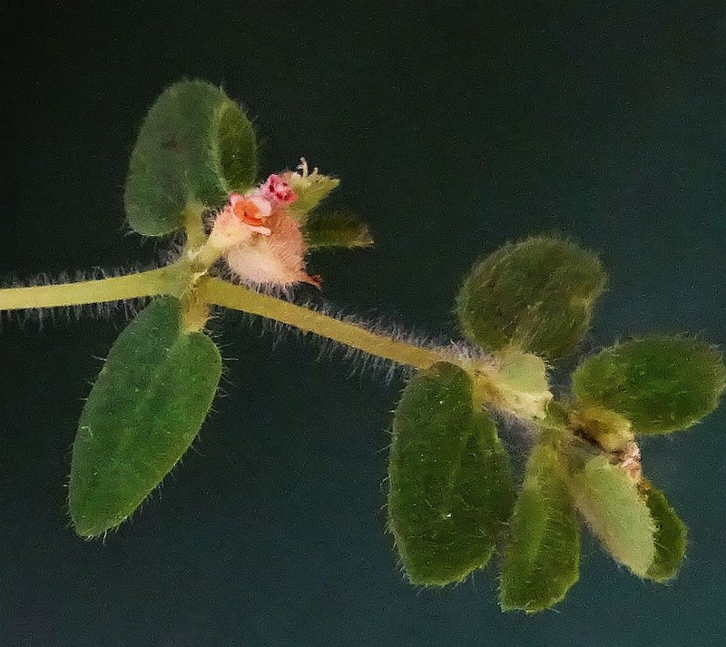 Euphorbia yucatanensis photo 3