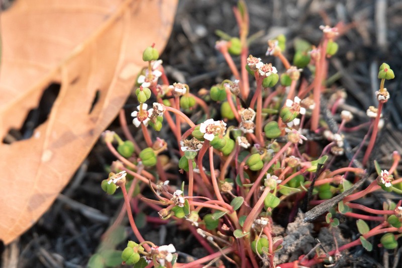 Euphorbia zambesiana