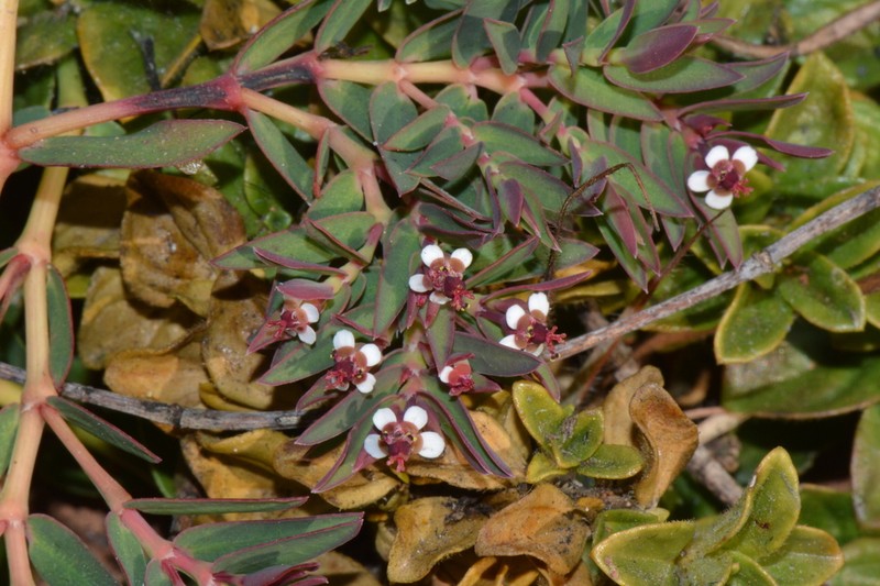 Euphorbia zambesiana photo 2
