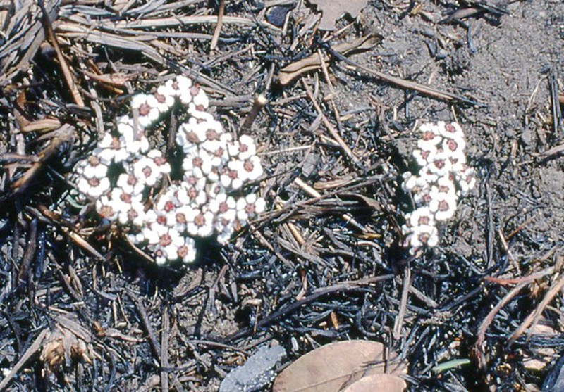 Euphorbia zambesiana photo 4