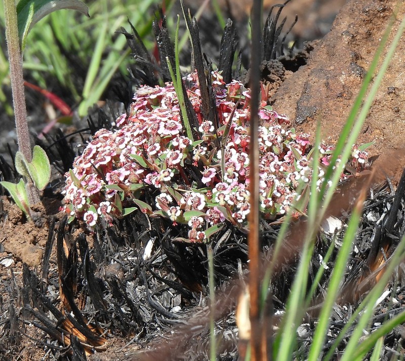 Euphorbia zambesiana photo 5
