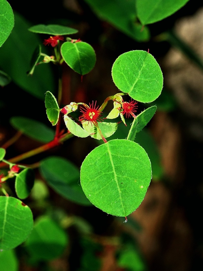 Euphorbia zamudioi