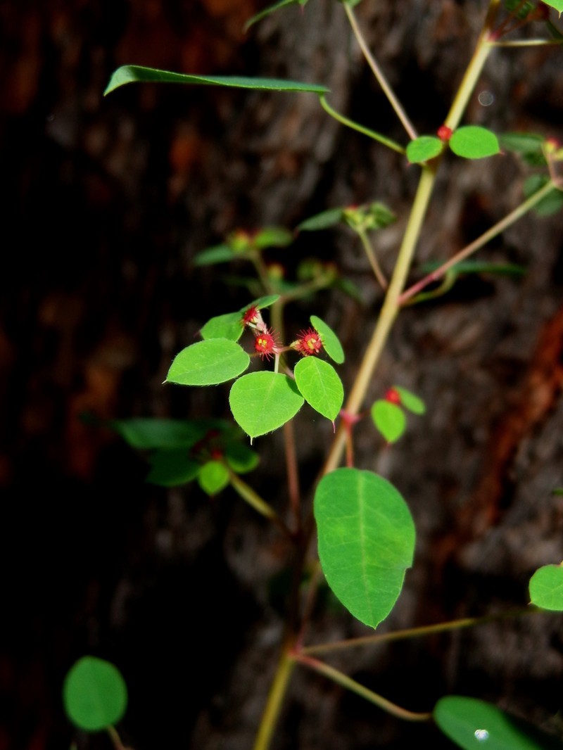 Euphorbia zamudioi photo 2