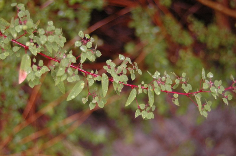 Euphorbia zamudioi photo 4