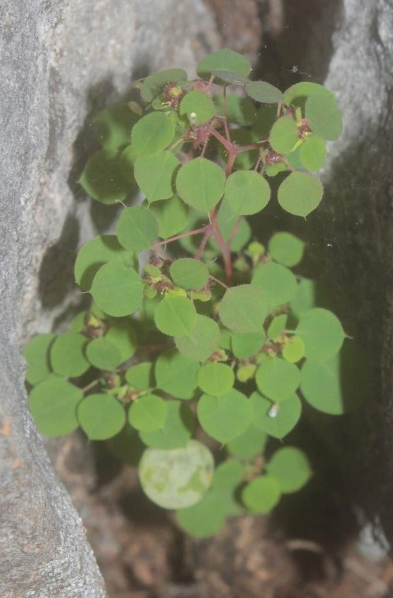 Euphorbia zamudioi photo 5