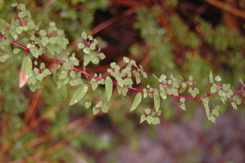 Euphorbia zamudioi photo 6