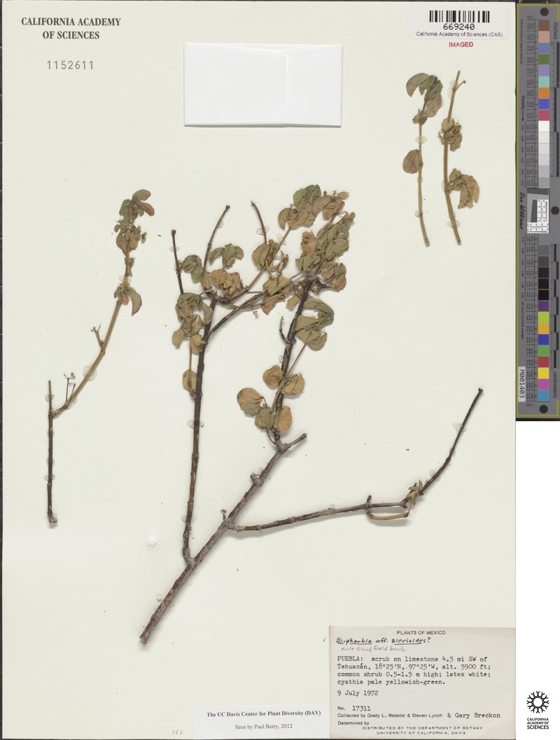Euphorbia zierioides