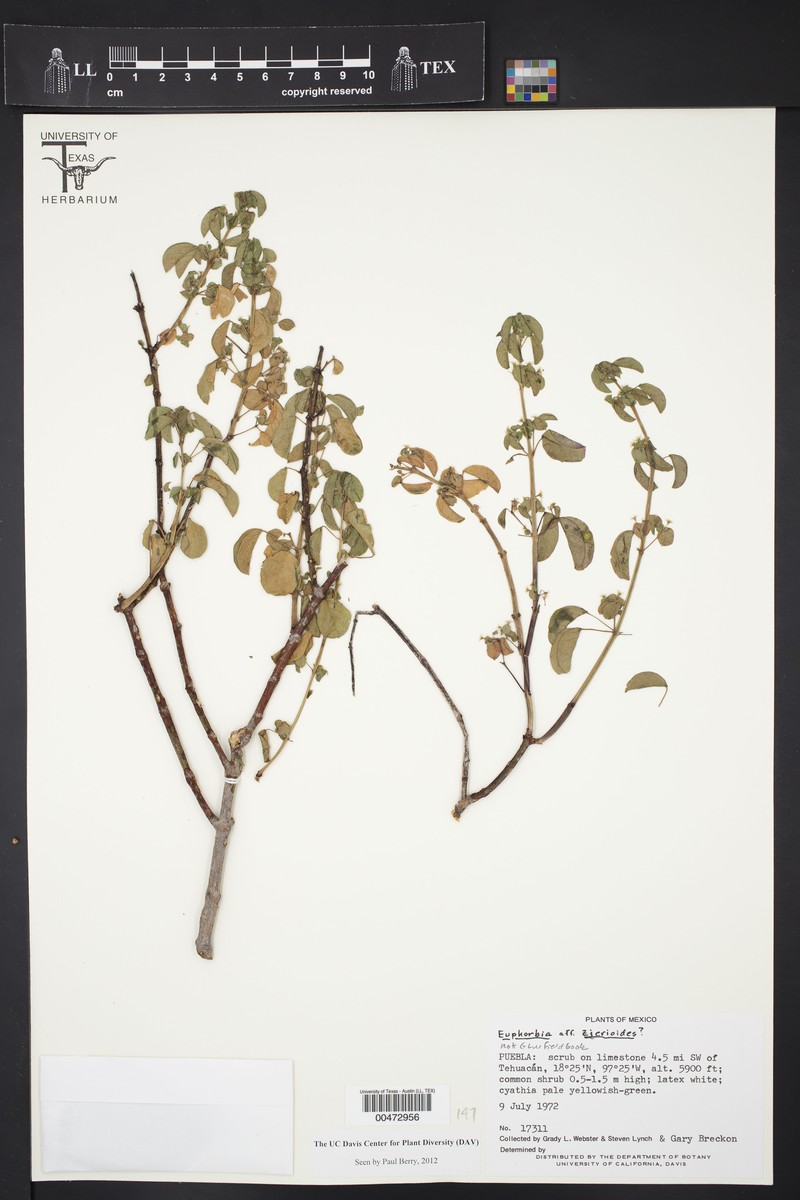 Euphorbia zierioides photo 2