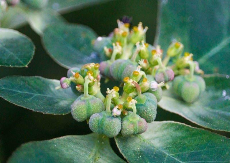 Euphorbia zonosperma photo 2