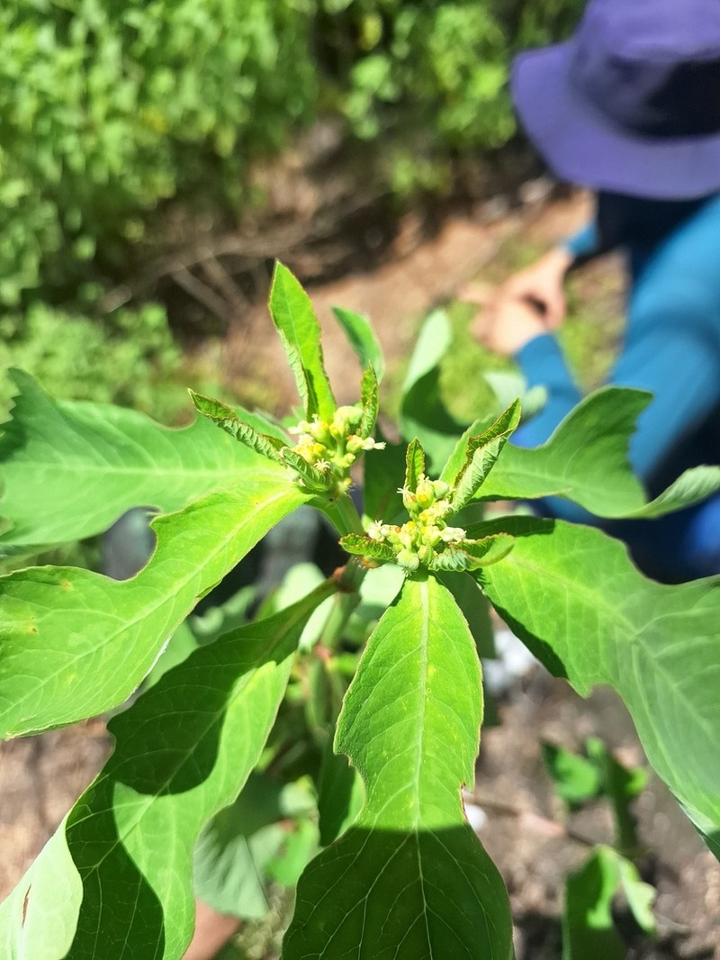 Euphorbia zonosperma photo 3