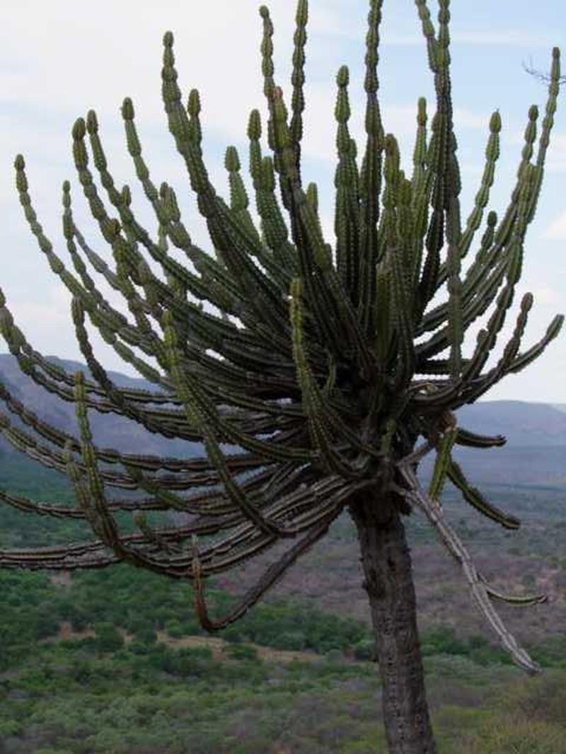Euphorbia zoutpansbergensis photo 2