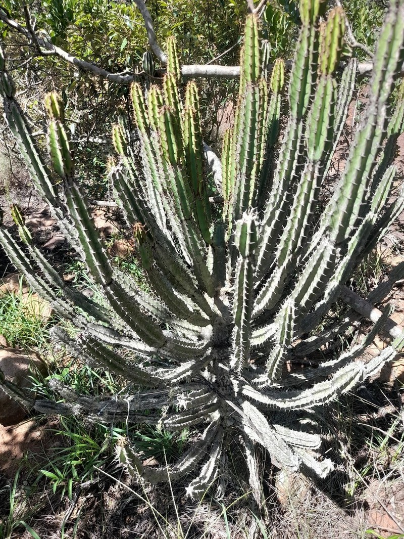 Euphorbia zoutpansbergensis photo 3