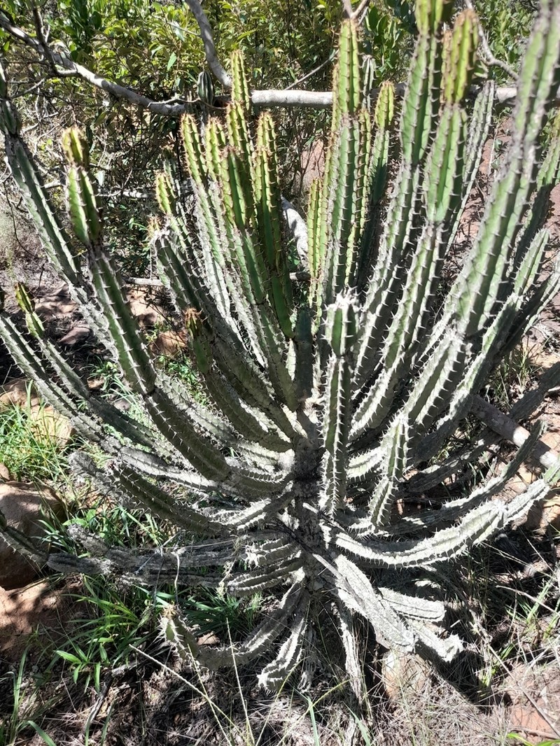 Euphorbia zoutpansbergensis photo 4