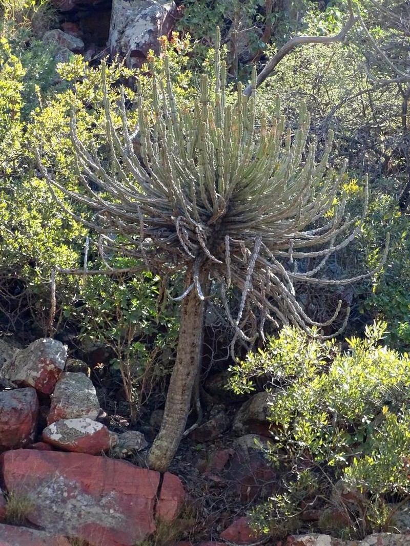 Euphorbia zoutpansbergensis photo 5