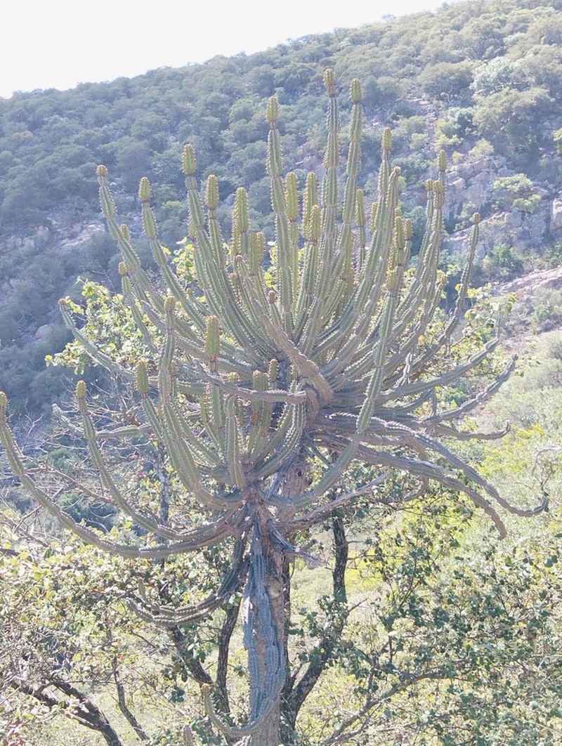 Euphorbia zoutpansbergensis photo 6