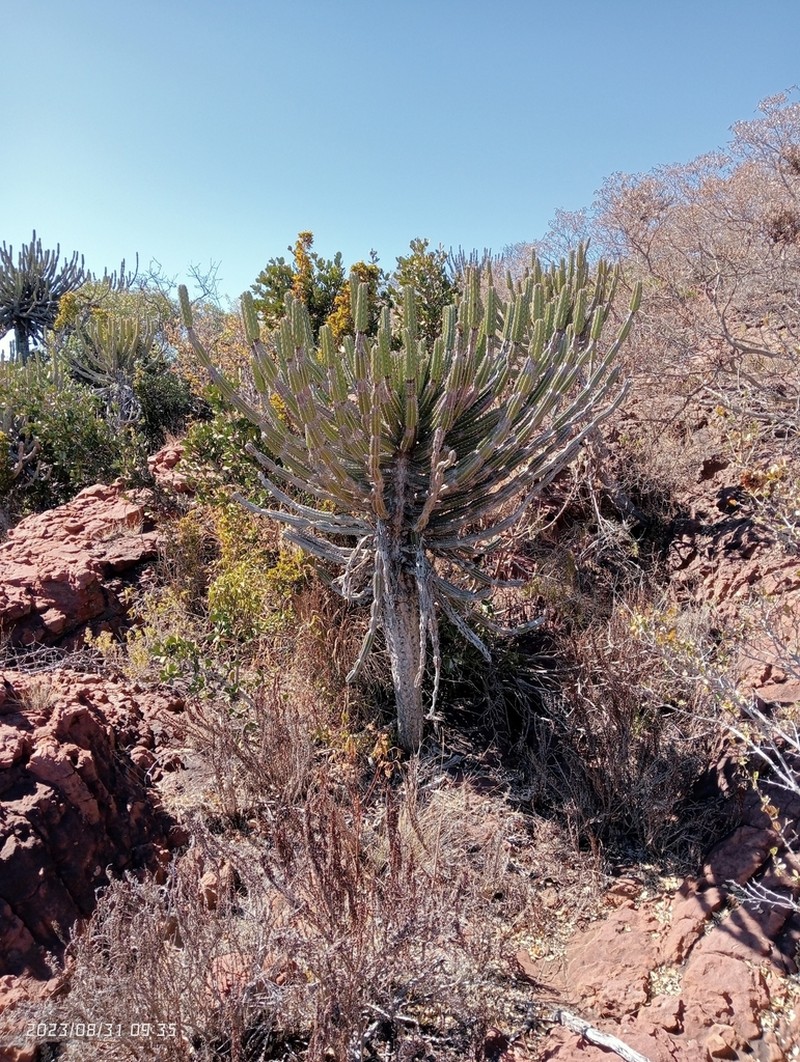 Euphorbia zoutpansbergensis photo 7
