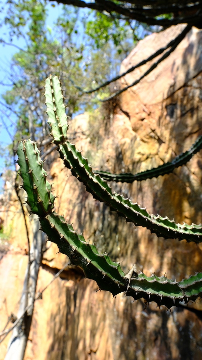 Euphorbia zoutpansbergensis photo 8
