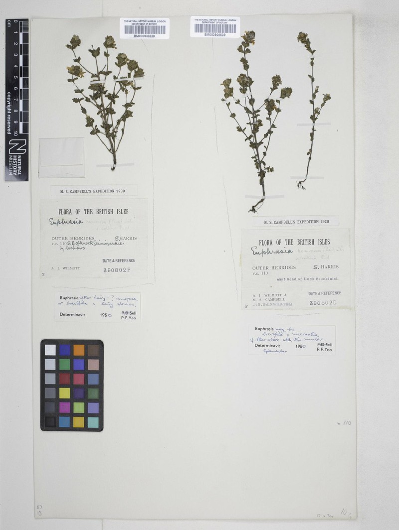 Euphrasia × difformis photo 2