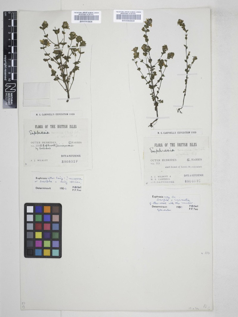 Euphrasia × difformis photo 3