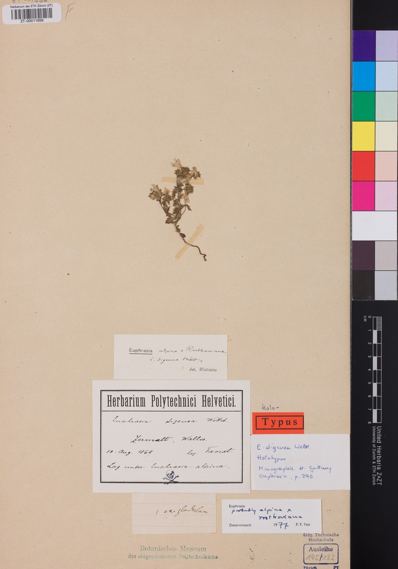 Euphrasia × digenea