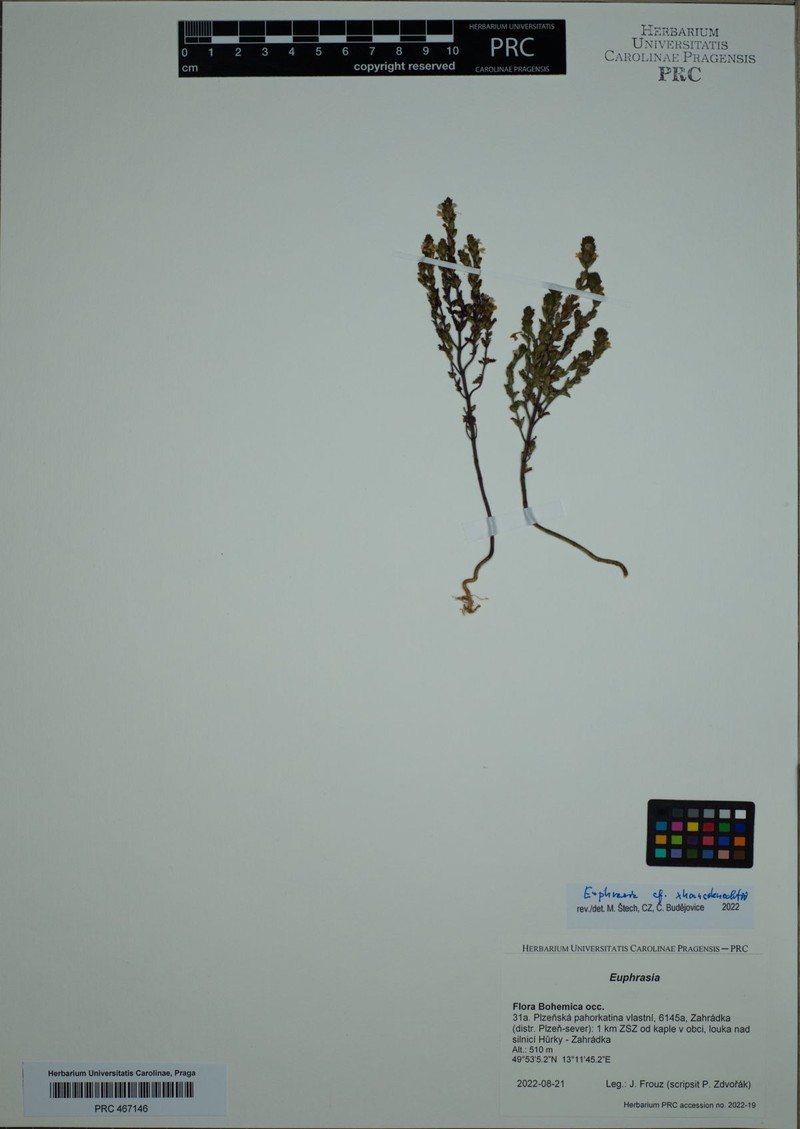 Euphrasia × haussknechtii