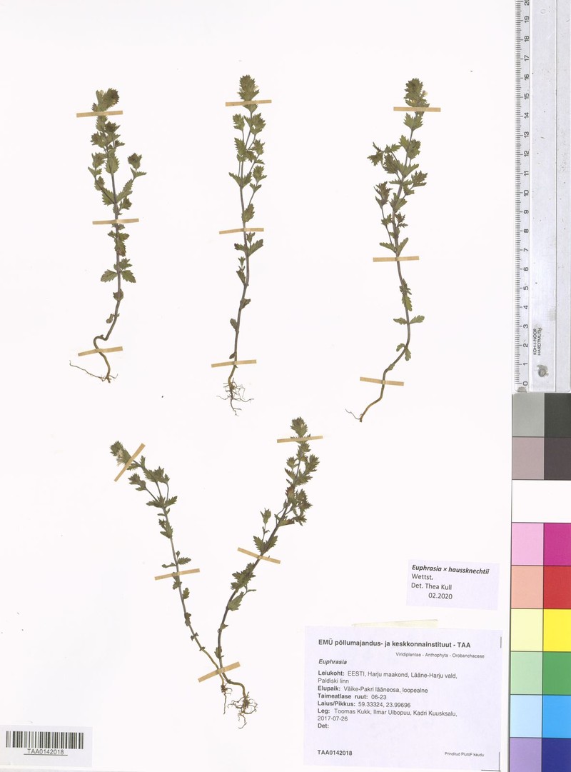 Euphrasia × haussknechtii photo 2