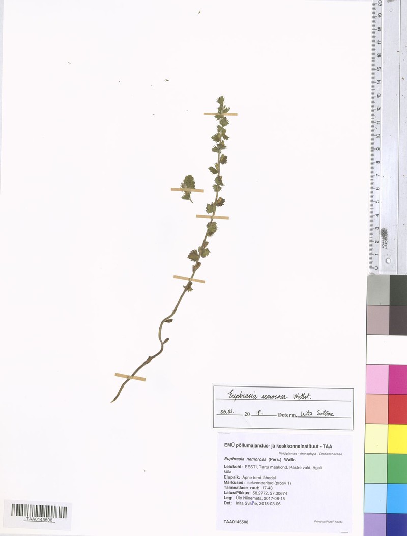 Euphrasia × haussknechtii photo 3