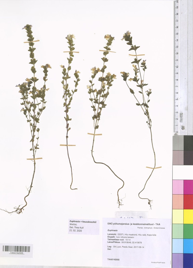 Euphrasia × haussknechtii photo 4