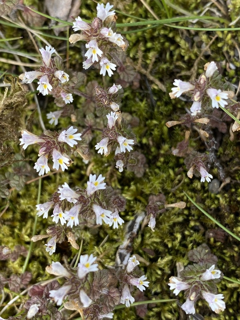 Euphrasia arctica