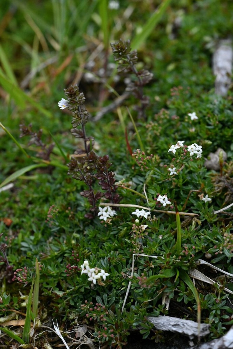 Euphrasia arctica photo 2