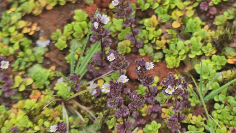 Euphrasia arctica photo 3