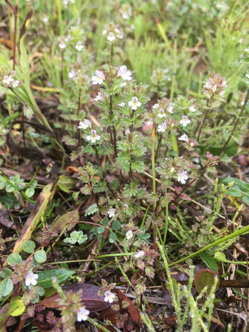 Euphrasia arctica photo 4