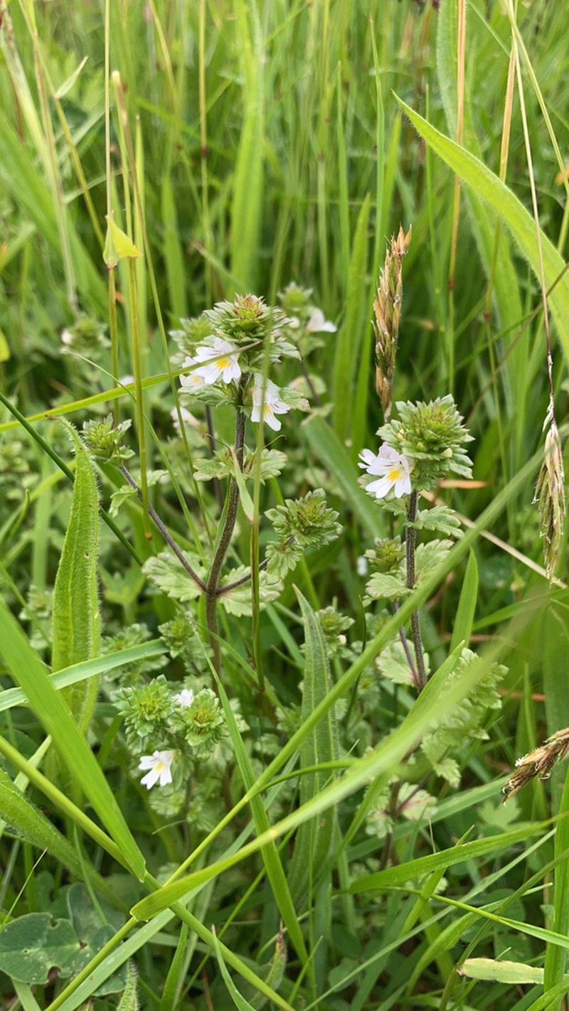 Euphrasia arctica photo 5