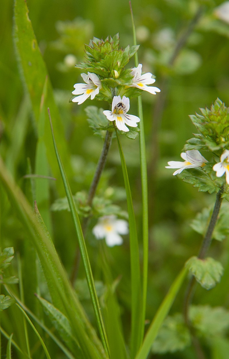 Euphrasia arctica photo 6