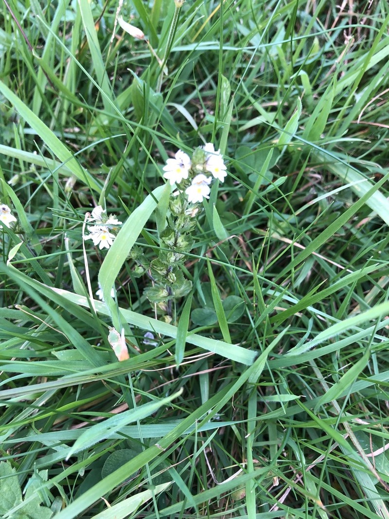 Euphrasia arctica photo 7