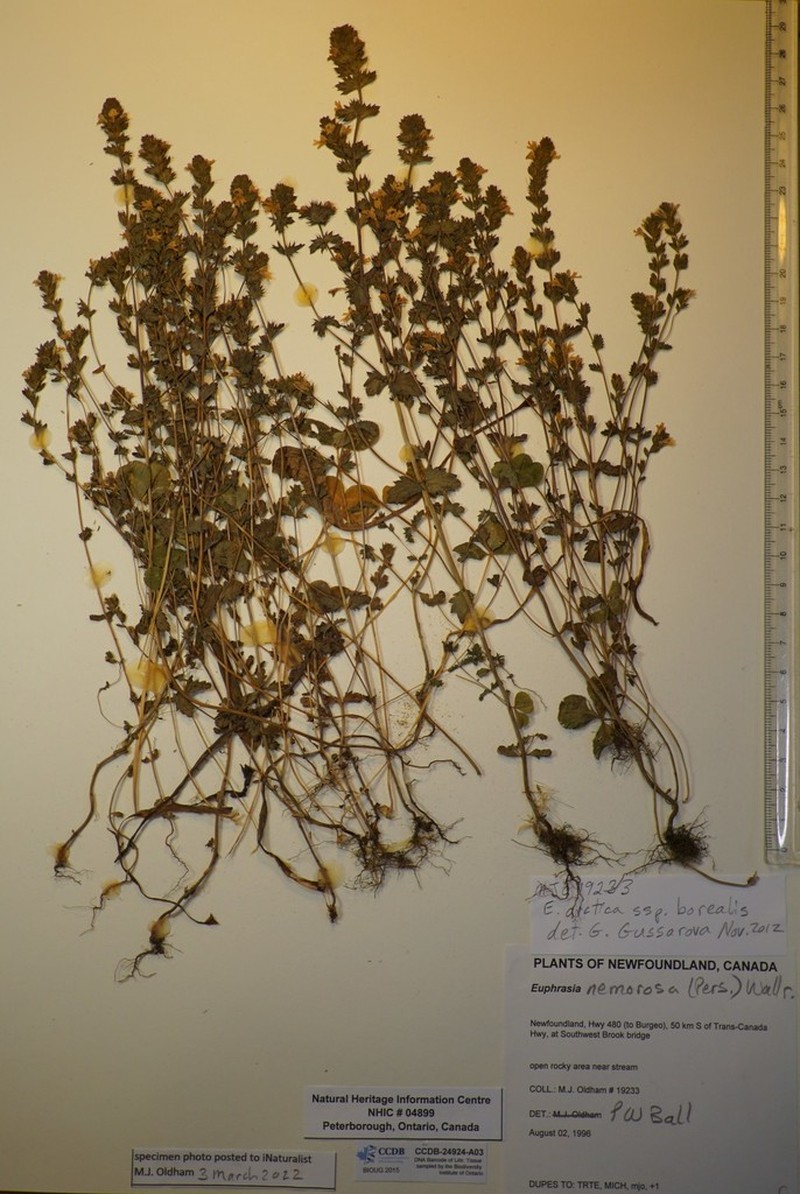 Euphrasia arctica photo 8