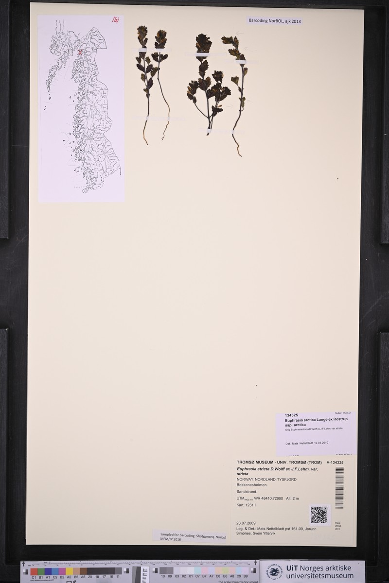 Euphrasia arctica subsp. arctica