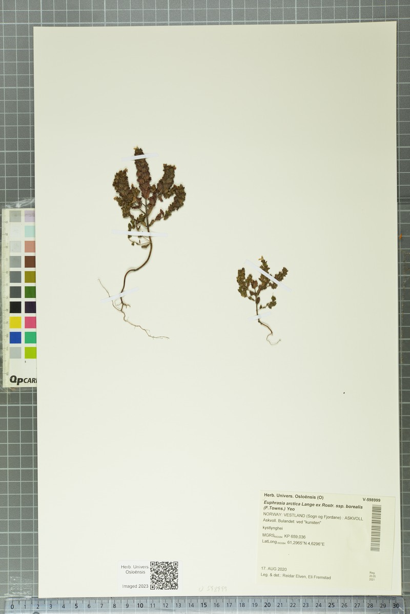 Euphrasia arctica subsp. borealis