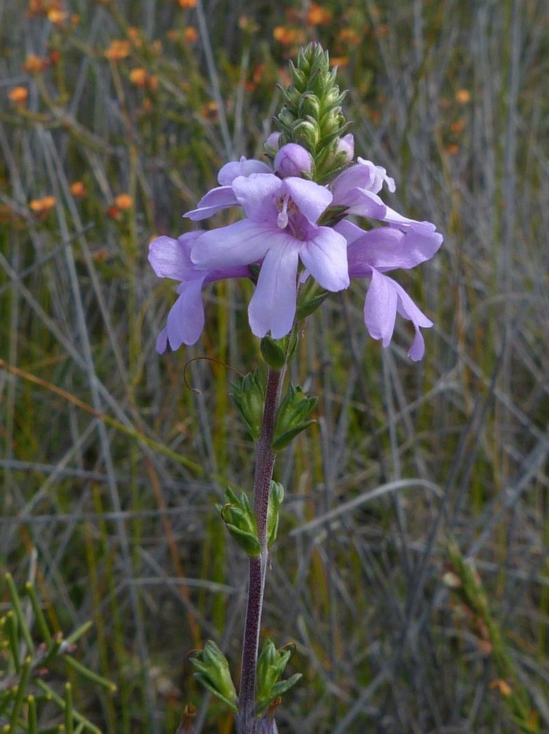 Euphrasia collina subsp. collina