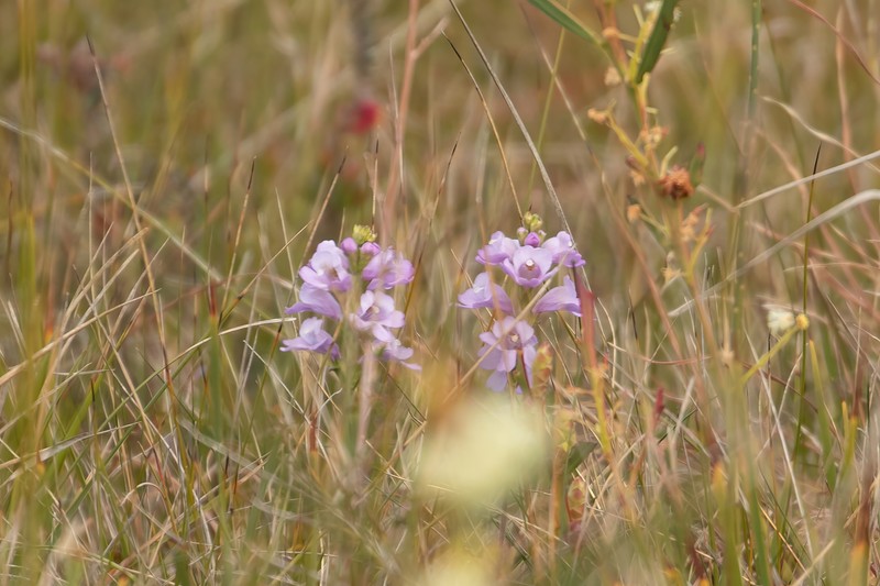 Euphrasia collina subsp. collina photo 2