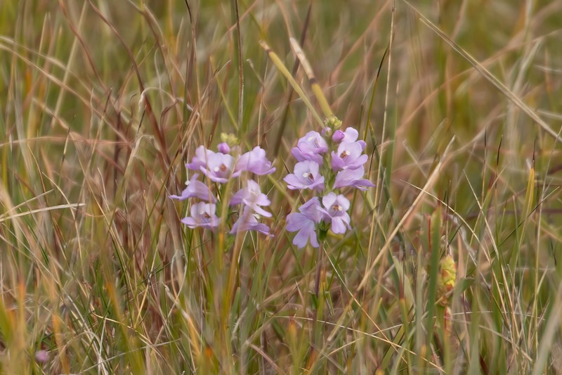 Euphrasia collina subsp. collina photo 3