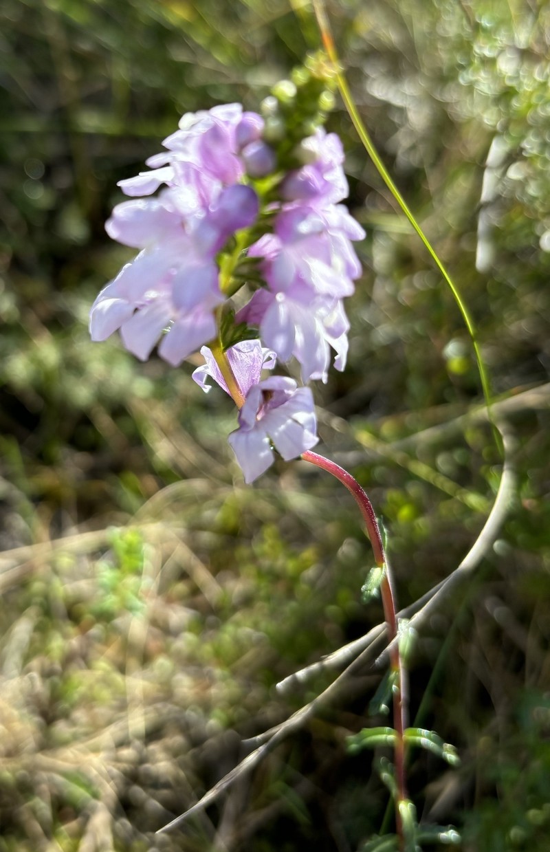 Euphrasia collina subsp. collina photo 4