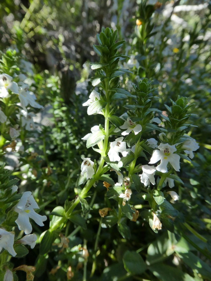 Euphrasia crassiuscula subsp. crassiuscula