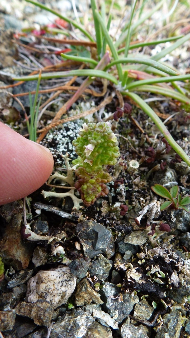 Euphrasia farlowii