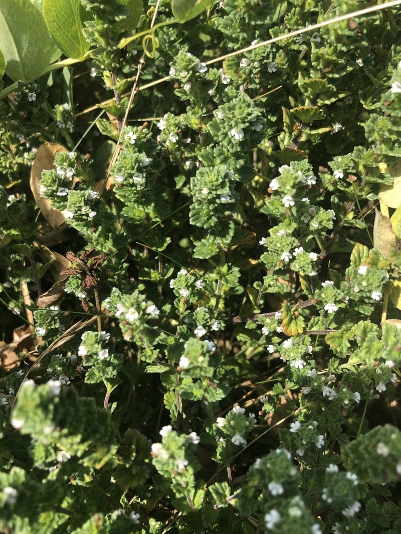 Euphrasia farlowii photo 2