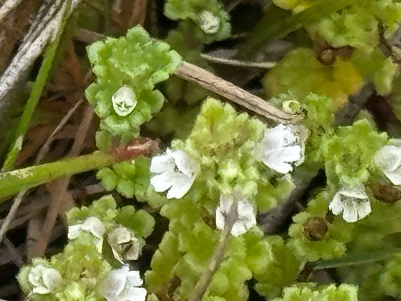 Euphrasia farlowii photo 3