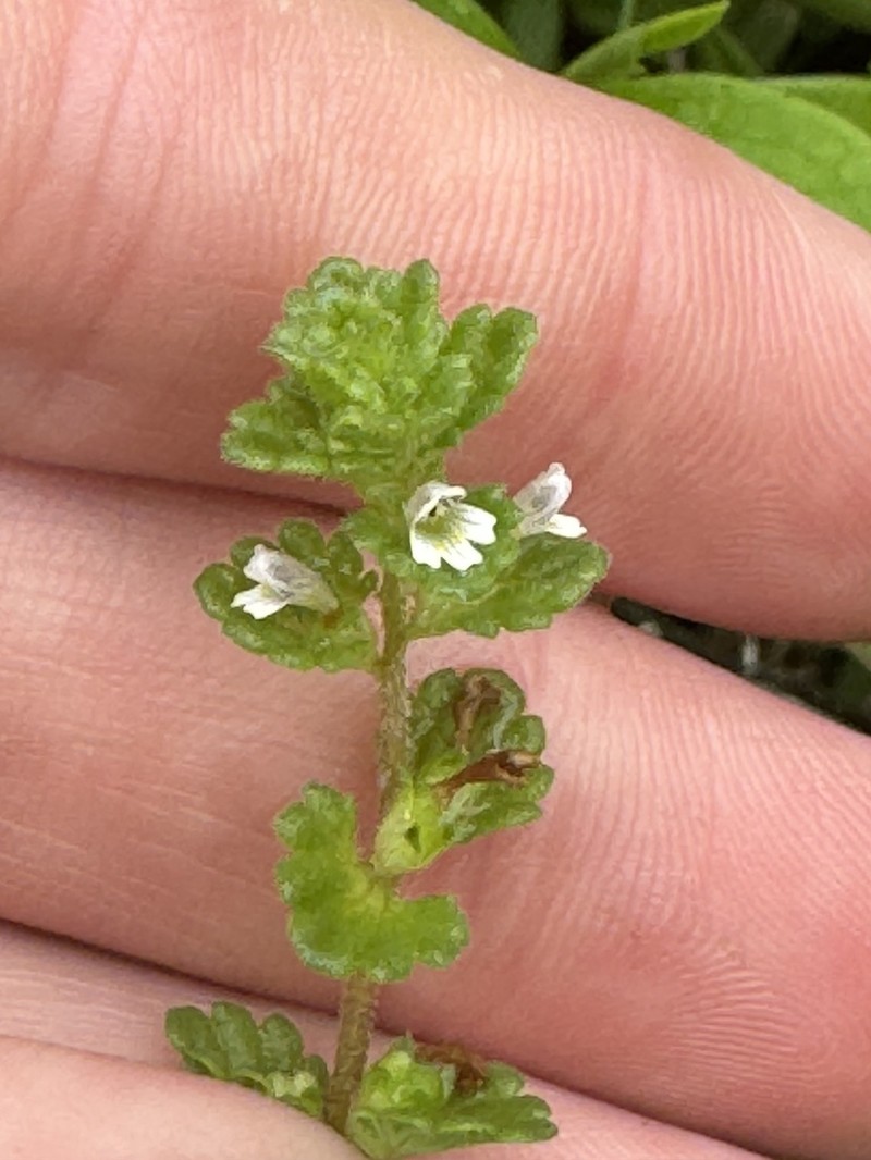 Euphrasia farlowii photo 4